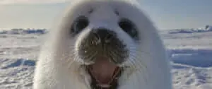 3440x1440 Animal White Harp Seal