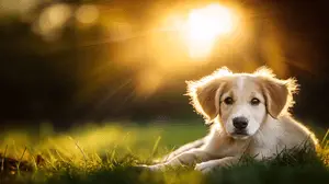 Adorable Golden Retriever Puppy