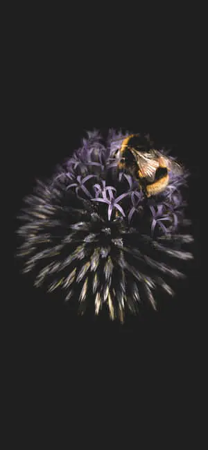 Bee Aesthetic Circular Effect Iphone