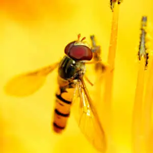 Bee Zoomed In Iphone