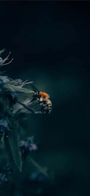 Bee Aesthetic Photo Iphone