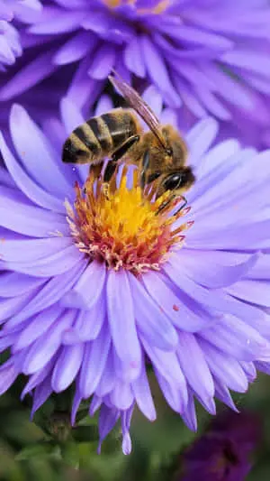 Bee Iphone Purple Flower Nectar