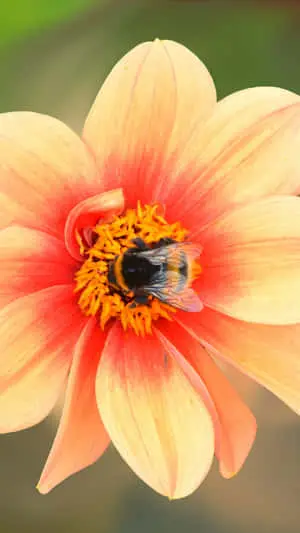 Bee Peach Flower Iphone