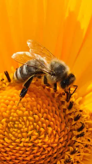 Bee Iphone Gathering From A Sunflower