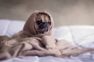 A cozy pug dog snuggled up in a blanket