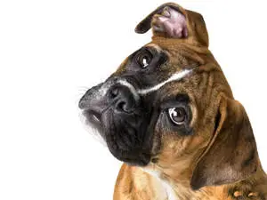 Boxer Dog Tilted Head 
