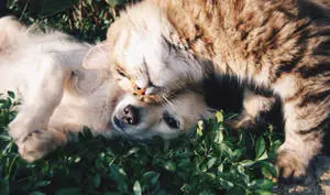 Cat And Dog Pets