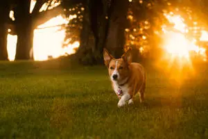 Corgi On Field Under Sunlight