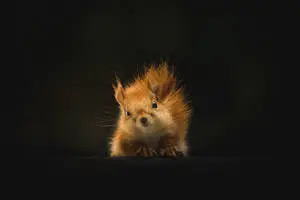 Cute Animal Brown Squirrel