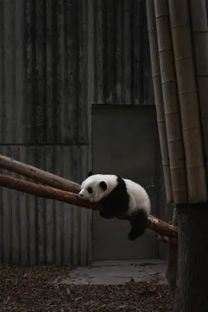 Cute Animal Panda Bear