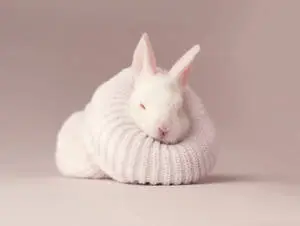 Cute Baby Bunny