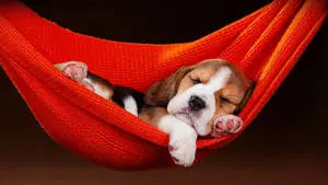 Cute Beagle on Hammock