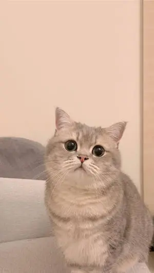 Cute Cat Aesthetic With Doll Eyes