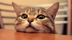Cute Cat Head