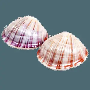 Cute Clam Shell PNG 56