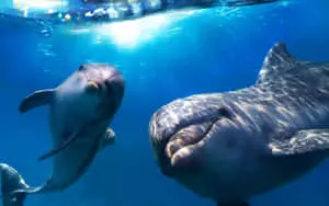 Cute Mother Dolphin Picture