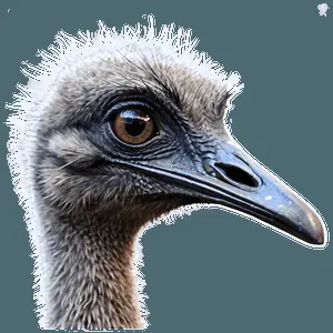 Cute Emu PNG 21