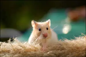 Cute Admiring Hamster Pictures