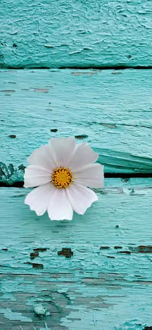 Cute iPhone Teal With Cosmos Flower Macro Shot