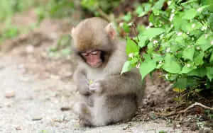 Cute Monkey Photo Holding Flower