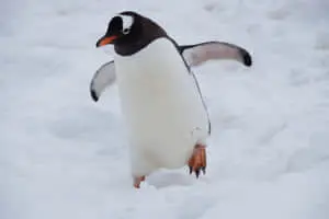 Cute Gentoo Penguin Snow Picture
