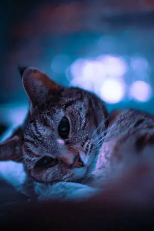 Cute Purple Black Cat