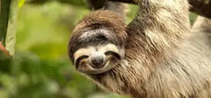 Cute Sloth Hanging Smile Picture