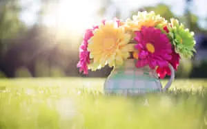 Colorful Daisy Flower Cute Spring Desktop