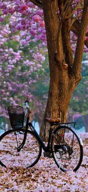 Enjoy a beautiful spring day with your Cute Spring Iphone!