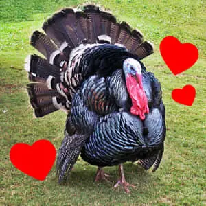Cute Fat Turkey Hearts Picture