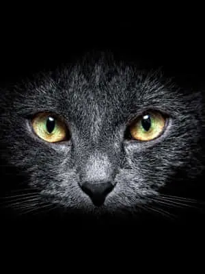Dark Cute Cat iPad