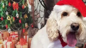 Cute Smiling Dog Santa Picture