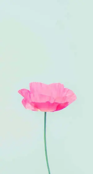 "Enjoy Simple and Cute Style with the Iphone" 