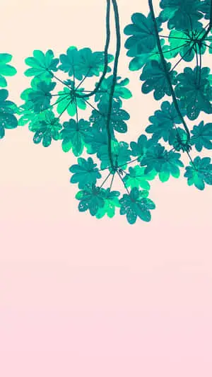 Embracing Simplicity - Minimalist Apple iPhone Design