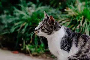 Mischievous Tom pursuing quick and crafty Jerry