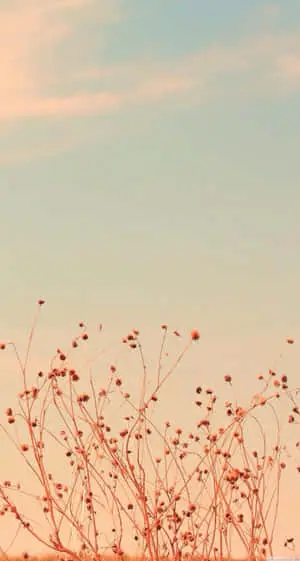 Bring elegance to your device with this delightful Pastel Vintage Iphone Wallpaper!