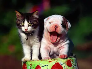  Caption: "Cheerful Cat and Dog Showcasing Harmony" 
