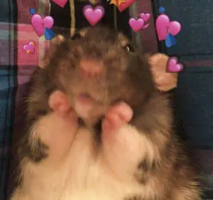 Smitten Hamster Meme