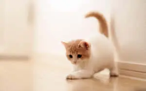Tiny Kitten Cute Pc Background Wallpaper 