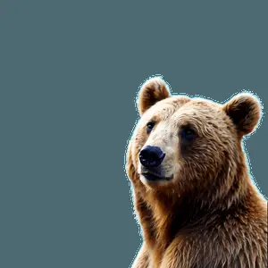 Youthful Bear Sketch PNG nmo28